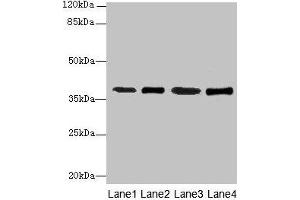 Western blot All lanes: SFXN4 antibody at 0. (Sideroflexin 4 anticorps  (AA 2-110))
