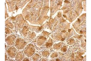 IHC-P Image HSP90 beta antibody [N2C2], Internal detects HSP90AB1 protein at cytosol on mouse colon by immunohistochemical analysis.