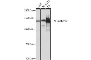 Western blot analysis of extracts of various cell lines, using N-Cadherin antibody (ABIN7265999) at 1:1000 dilution.