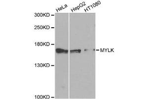Western blot analysis of extracts of various cell lines, using MYLK antibody. (MYLK anticorps  (AA 1765-1914))