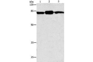 Western Blot analysis of Mouse brain and skin tissue, 293T cell using CAPN2 Polyclonal Antibody at dilution of 1:200 (Calpain 2 anticorps)