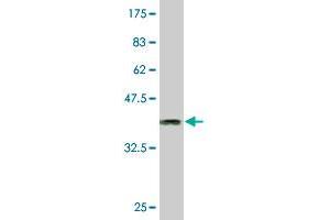 Western Blot detection against Immunogen (36. (CLK3 anticorps  (AA 36-136))