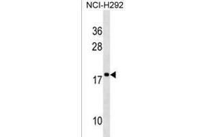 RPS17L Antibody (Center) (ABIN1538618 and ABIN2850519) western blot analysis in NCI- cell line lysates (35 μg/lane). (RPS17L anticorps  (AA 77-103))