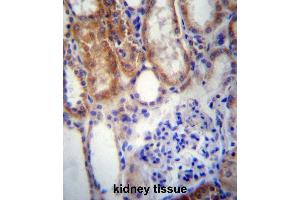 SUSD2 Antibody (C-term) immunohistochemistry analysis in formalin fixed and paraffin embedded human kidney tissue followed by peroxidase conjugation of the secondary antibody and DAB staining.