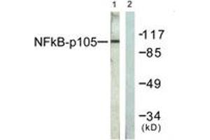Western blot analysis of extracts from HeLa cells, treated with TNF-a 20ng/ml 5', using NF-kappaB p105/p50 (Ab-927) Antibody. (NFKB1 anticorps  (AA 896-945))