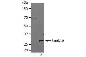 Western Blotting (WB) image for anti-Sterile alpha Motif Domain Containing 10 (SAMD10) (full length) antibody (ABIN2443897) (SAMD10 anticorps  (full length))