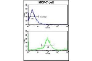Flow Cytometric analysis of MCF-7 cells using HER2/ErbB2 Antibody (N-term) Cat. (ErbB2/Her2 anticorps  (N-Term))