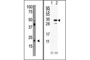 Image no. 1 for anti-PDGFA Associated Protein 1 (PDAP1) (C-Term) antibody (ABIN358748)