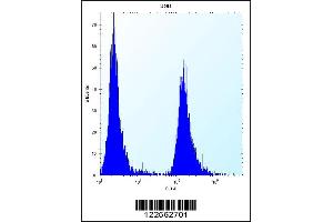Flow cytometric analysis of U251 cells (right histogram) compared to a negative control cell (left histogram).
