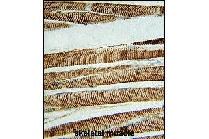 Immunohistochemical analysis of paraffin-embedded H.