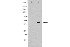 Western blot analysis of NIH-3T3 cell lysate, using MAPK1 Antibody. (ERK2 anticorps  (Internal Region))