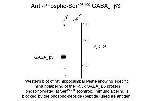 Western Blot of Anti-GABA(A) Receptor beta 3 pS408/pS409 (Rabbit) Antibody - 612-401-D51 Western Blot of Rabbit anti-GABA(A) Receptor beta 3 pS408/pS409 antibody. (GABRB3 anticorps  (pSer408, pSer409))