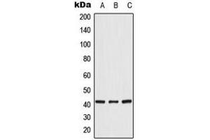 Western blot analysis of CRK expression in HeLa (A), K562 (B), NIH3T3 (C) whole cell lysates. (Crk anticorps  (Center))