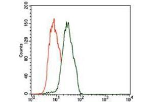 Flow cytometric analysis of Jurkat cells using C17ORF53 mouse mAb (green) and negative control (red). (C17orf53 anticorps  (AA 282-527))