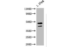 Western Blot Positive WB detected in: Escherichia coli lysate All lanes: ompF antibody at 1:4000 Secondary Goat polyclonal to rabbit IgG at 1/50000 dilution Predicted band size: 44 kDa Observed band size: 44 kDa (MalE (AA 27-396) anticorps)