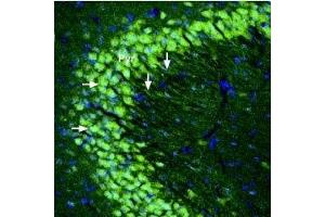Expression of kainate receptor GluK5 in mouse hippocampus - Immunohistochemical staining of perfusion-fixed frozen mouse brain sections using Anti-GRIK5 (GluK5) (extracellular) Antibody (ABIN7043241, ABIN7044382 and ABIN7044383), (1:300), followed by goat-anti-rabbit-Alexa-488. (GRIK5 anticorps  (Extracellular, N-Term))