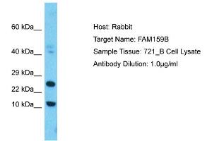 Host: Rabbit Target Name: FAM159B Sample Type: 721_B Whole Cell lysates Antibody Dilution: 1. (FAM159B anticorps  (C-Term))