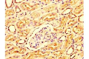 IHC image of ABIN7156316 diluted at 1:300 and staining in paraffin-embedded human kidney tissue performed on a Leica BondTM system.