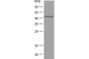 Western Blotting (WB) image for Paralemmin (PALM) (AA 1-387) protein (His-IF2DI Tag) (ABIN7124309)