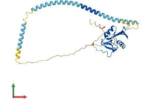 AlphaFold protein structure predicition of Human Recombinant ASGR2 Protein, UniprotID P07307
