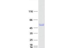 Validation with Western Blot