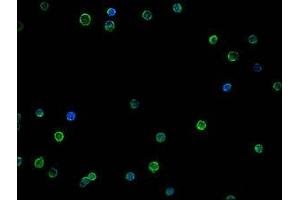 Immunofluorescence staining of THP-1 cells with ABIN7147325 at 1:100, counter-stained with DAPI. (MCAM anticorps  (AA 50-646))