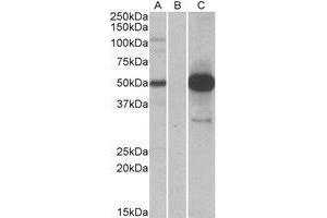 HEK293 lysate (10ug protein in RIPA buffer) overexpressing Human COPS3 with DYKDDDDK tag probed with AP23692PU-N (1. (COPS3 anticorps  (Internal Region))