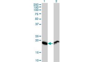 Western Blot analysis of RPL29 expression in transfected 293T cell line by RPL29 MaxPab polyclonal antibody. (RPL29 anticorps  (AA 1-157))