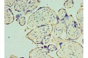 Immunohistochemistry of paraffin-embedded human placenta tissue using ABIN7159919 at dilution of 1:100 (TOMM40 anticorps  (AA 1-361))