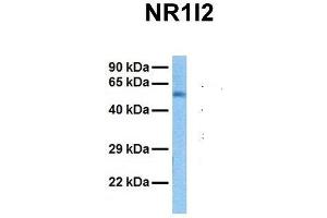 Host:  Rabbit  Target Name:  NR1I2  Sample Tissue:  Human Fetal Liver  Antibody Dilution:  1.