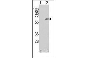 Western blot analysis of AKT1 Antibody