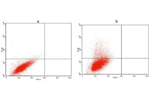 Flow cytometric analysis of non-transfected CHO cells (a) and Avi fusion protein transfeced CHO cells (b) using Avi Antibody (ABIN1574261). (Avi-Tag anticorps)