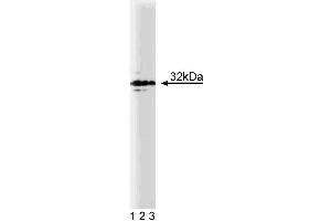Western blot analysis of Syntaxin 4 on human endothelial lysate. (Syntaxin 4 anticorps  (AA 1-280))