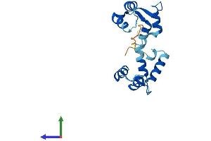 AlphaFold protein structure predicition of Mouse Recombinant Myl7 Protein, UniprotID Q9QVP4