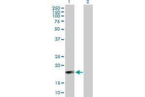 Western Blot analysis of IFNA6 expression in transfected 293T cell line by IFNA6 MaxPab polyclonal antibody.