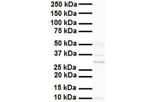 WB Suggested Anti-PHB2 antibody Titration: 1 ug/mL Sample Type: Human heart (Prohibitin 2 anticorps  (C-Term))