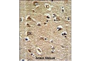 Formalin-fixed and paraffin-embedded human brain tissue reacted with RAN Antibody (N-term), which was peroxidase-conjugated to the secondary antibody, followed by DAB staining.