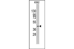 Image no. 1 for anti-K(lysine) Acetyltransferase 8 (KAT8) (C-Term) antibody (ABIN356666) (MYST1 anticorps  (C-Term))