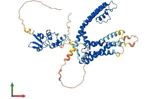 AlphaFold protein structure predicition of Human Recombinant KCNA2 Protein, UniprotID P16389
