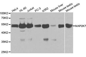 Western blot analysis of extracts of various cell lines, using MAP2K7 antibody. (MAP2K7 anticorps  (AA 1-250))