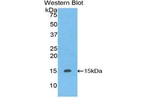 Western Blotting (WB) image for anti-Caspase 3 (CASP3) (AA 183-277) antibody (FITC) (ABIN1858242)