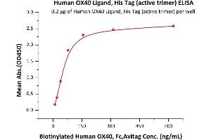 Immobilized Human OX40 Ligand, His Tag (active trimer) (MALS verified) (ABIN2870674,ABIN2870675) at 2 μg/mL (100 μL/well) can bind Biotinylated Human OX40, Fc,Avitag (ABIN2870556,ABIN2870557) with a linear range of 10-78 ng/mL (Routinely tested). (TNFSF4 Protein (AA 51-183) (His tag))