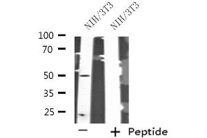 Western blot analysis of extracts from NIH/3T3 cells, using SERGEF antibody. (SERGEF anticorps  (Internal Region))