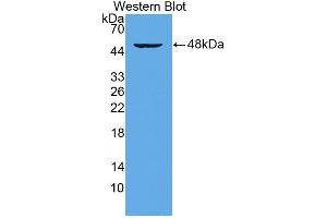 Western blot analysis of the recombinant protein. (CD28 anticorps  (AA 33-174))