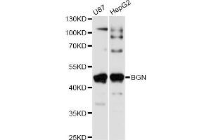 Western blot analysis of extracts of various cell lines, using BGN antibody (ABIN6290096) at 1:1000 dilution. (Biglycan anticorps)