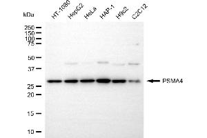 Western blotting analysis using PSMA4 antibody (ABIN7799960).