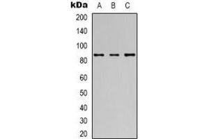 Western blot analysis of 42278 expression in Hela (A), Jurkat (B), HepG2 (C) whole cell lysates. (POU2F1 anticorps)
