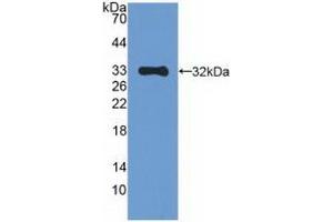 Detection of Recombinant MAPK10, Human using Polyclonal Antibody to Mitogen Activated Protein Kinase 10 (MAPK10) (MAPK10 anticorps  (AA 88-332))
