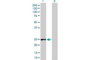 Western Blot analysis of CLEC1B expression in transfected 293T cell line by CLEC1B MaxPab polyclonal antibody.