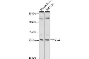 Western blot analysis of extracts of various cell lines, using VGLL1 antibody (ABIN7271318) at 1:1000 dilution. (VGLL1 anticorps  (AA 59-258))
